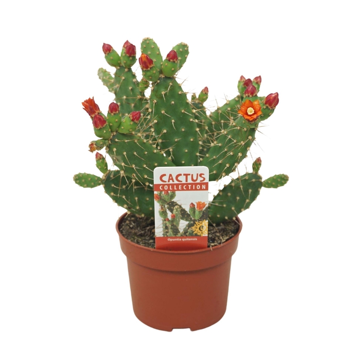 <h4>Opuntia</h4>