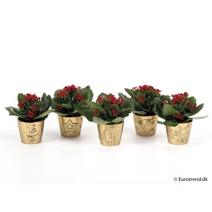 KALANCHOE BLOSSF KERST P6 E 2261