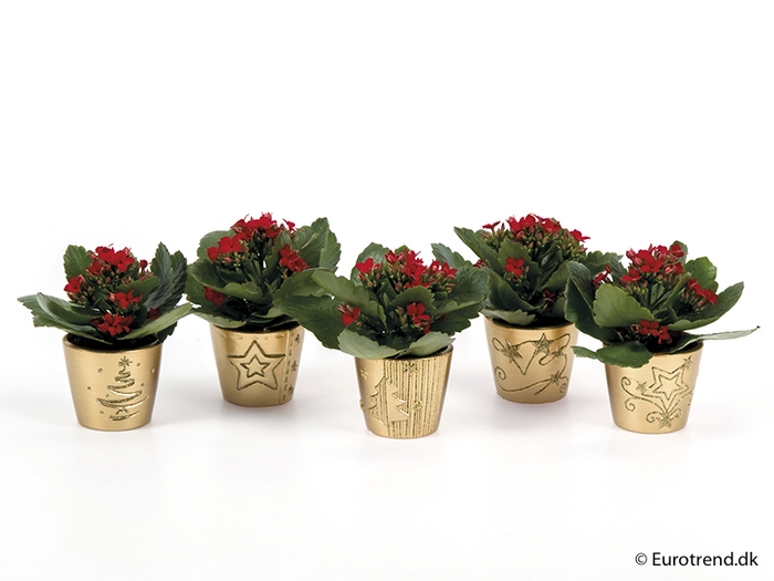 <h4>KALANCHOE BLOSSF KERST P6 E 2261</h4>