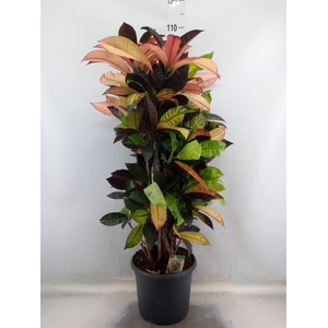 Codiaeum var. KL 'Mrs Iceton'