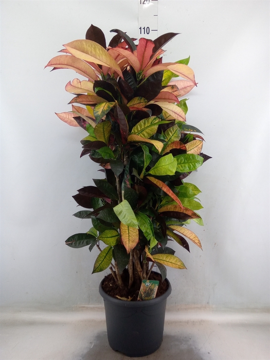 <h4>Codiaeum var. KL 'Mrs Iceton'</h4>