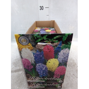 Hyacinthus   ...flowerbulbs