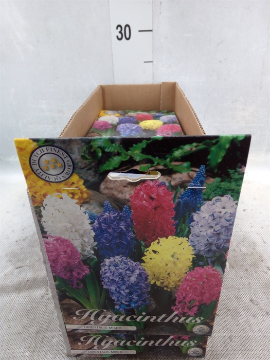 <h4>Hyacinthus   ...flowerbulbs</h4>