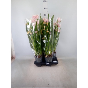 Cymbidium   ...