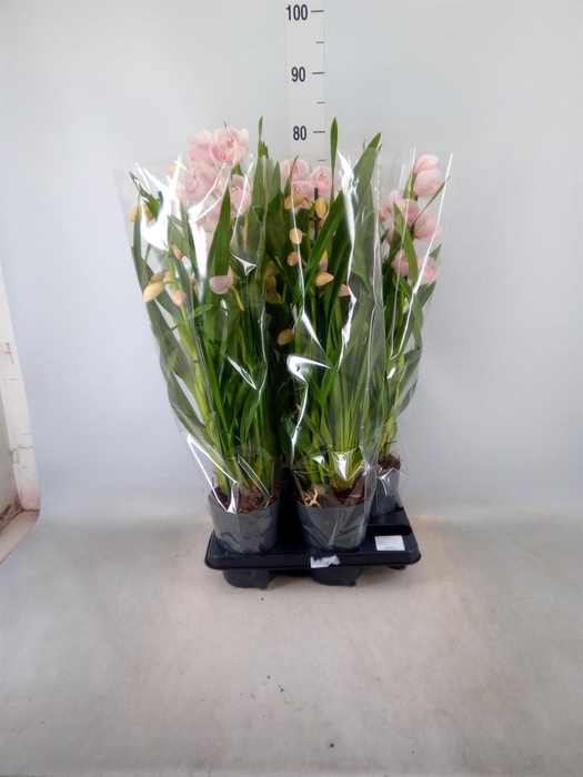 <h4>Cymbidium ...</h4>