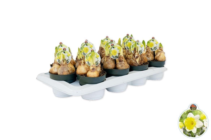 <h4>arr8 Narcis Attraction</h4>