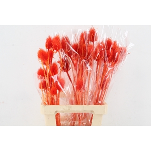 DF Dipsacus Orange Bs 130g