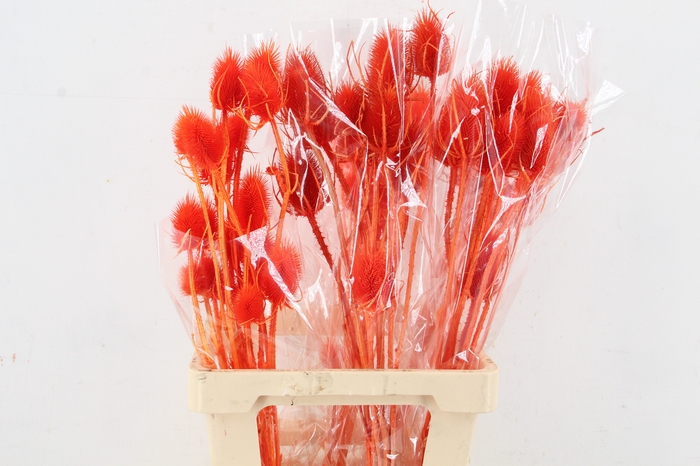 <h4>DF Dipsacus Orange Bs 130g</h4>