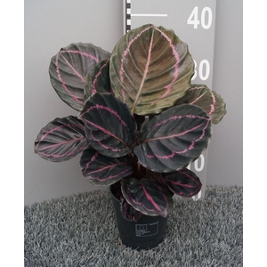 Calathea Dottie