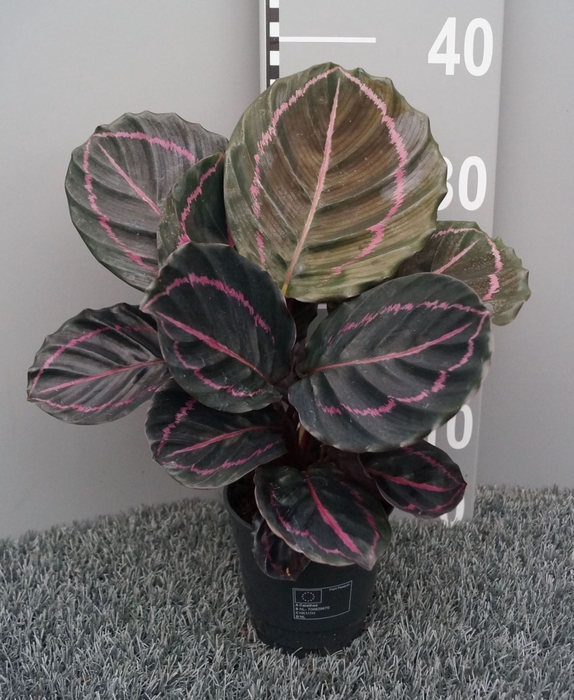 <h4>Calathea Dottie</h4>