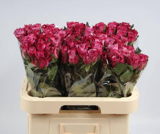 <h4>R GR DEEP PURPLE</h4>