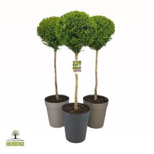 Buxus sempervirens Bol op stam L