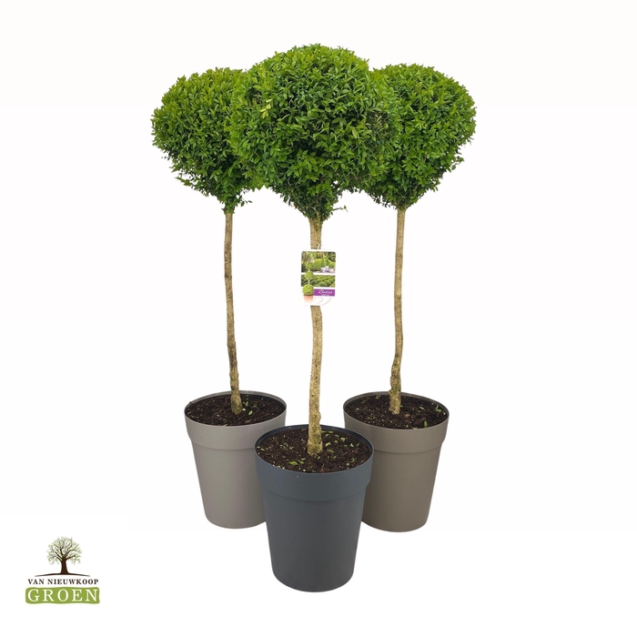 <h4>Buxus sempervirens Bol op stam L</h4>