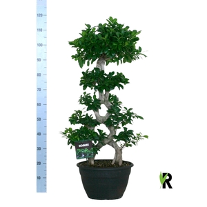 Ficus microcarpa 'Ginseng'