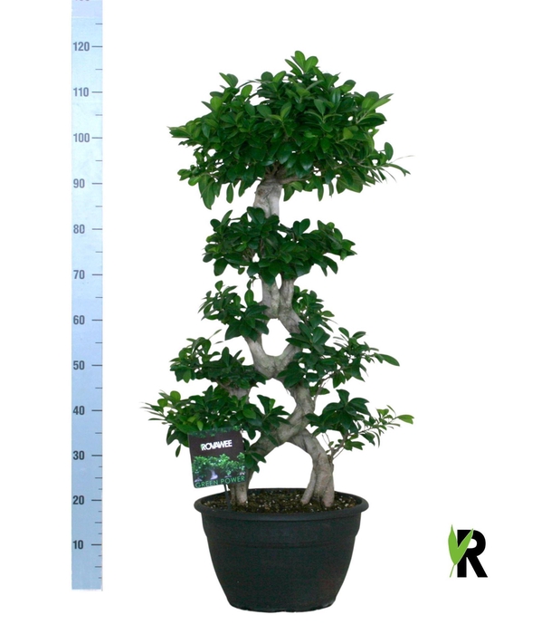 <h4>Ficus microcarpa 'Ginseng'</h4>