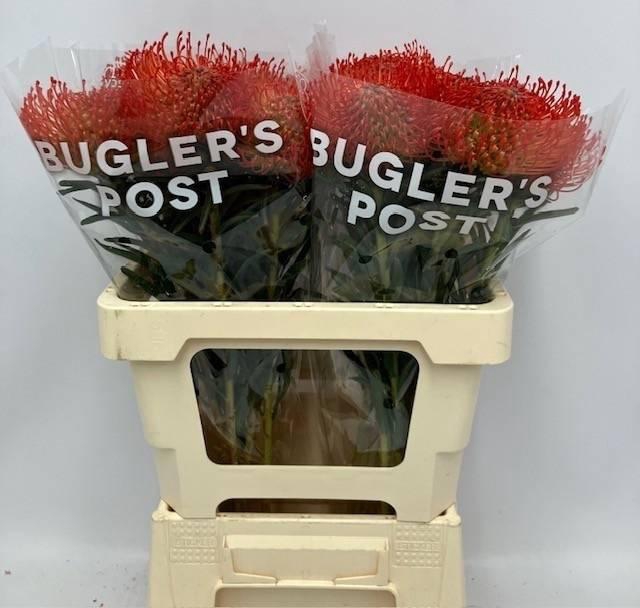 <h4>LEUCO CO SUCCESSION</h4>