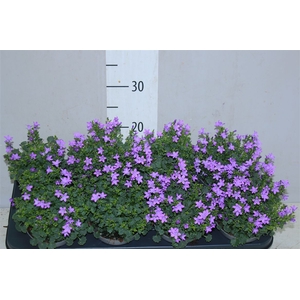 Campanula Po Dark Take