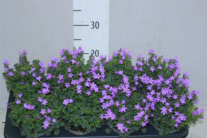 <h4>Campanula Po Dark Take</h4>