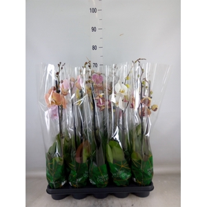Phalaenopsis   ...mix
