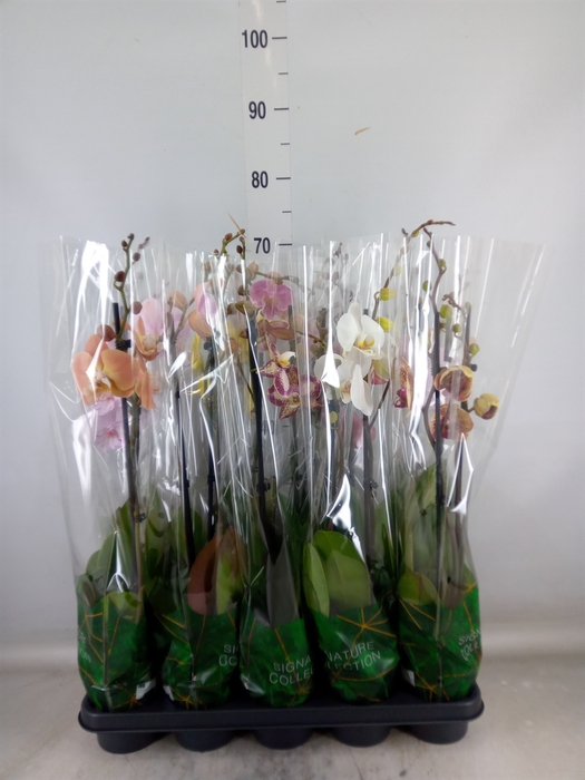 <h4>Phalaenopsis   ...mix</h4>