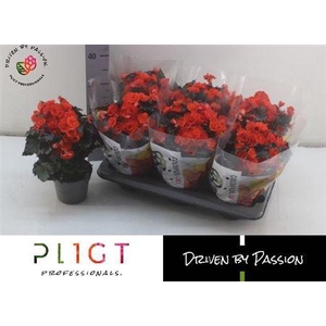 ** Beg Du Mocca Orange * Winterpromo *