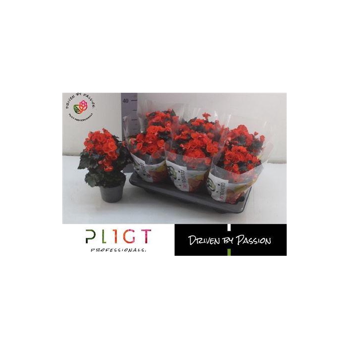 <h4>** Beg Du Mocca Orange * Winterpromo *</h4>