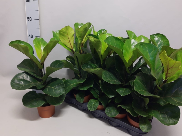 Indoor 12cm Ficus Lyrata Bambino