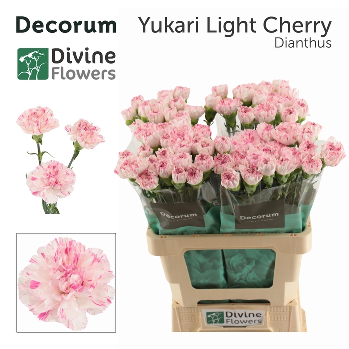 <h4>DI ST YUKARI  CHERRY</h4>