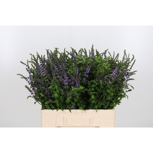 Mentha Purple Sensation