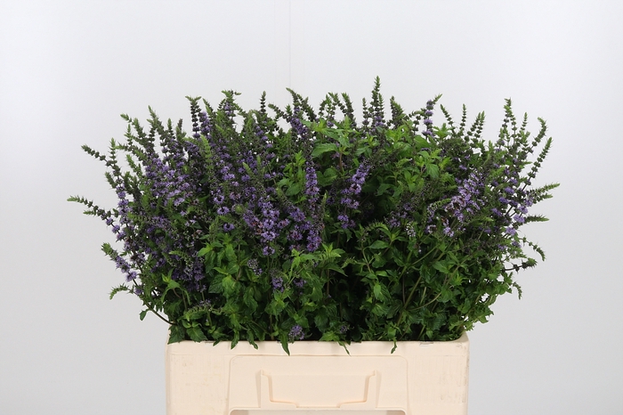 <h4>Mentha Purple Sensation</h4>