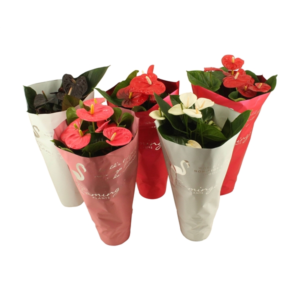 <h4>Anthurium flamingomix 17cm in sierhoes</h4>