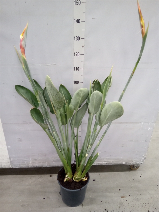 <h4>Strelitzia reg.</h4>