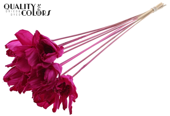 Shola Dear Holly 6cm on stem Lilac