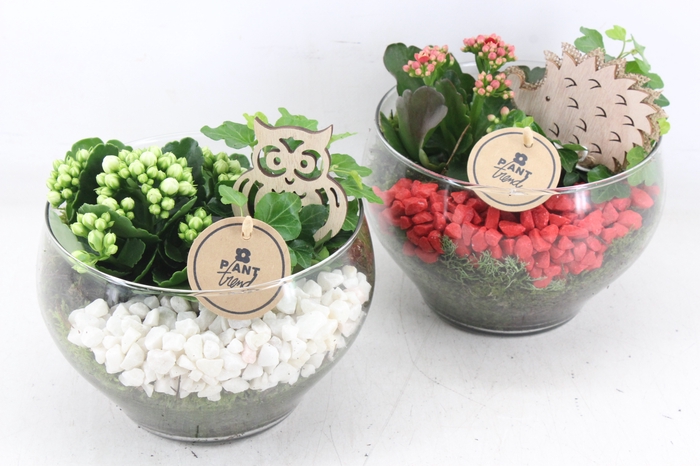 <h4>arr2 PL - Glas schaal frank - rood/wit</h4>