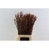 Salix Wilgenkatjes Choco 70cm Pst