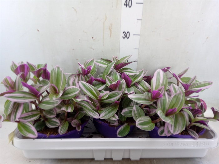 <h4>Tradescantia albif. 'Nanouk'</h4>