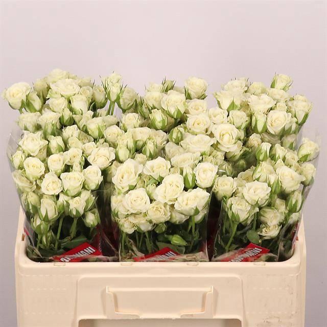 <h4>R TR SNOWFLAKE</h4>