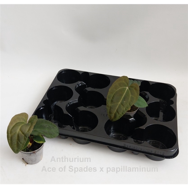 <h4>Anthurium Ace of Spades x papillilaminum 7cm</h4>