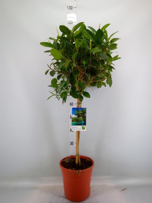 <h4>Ficus   ...</h4>