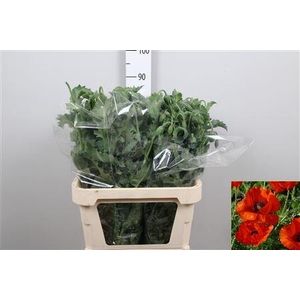 Papaver Bloei Red