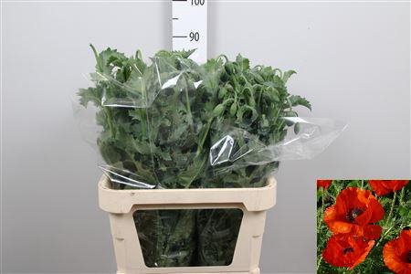 <h4>Papaver Bloei Red</h4>