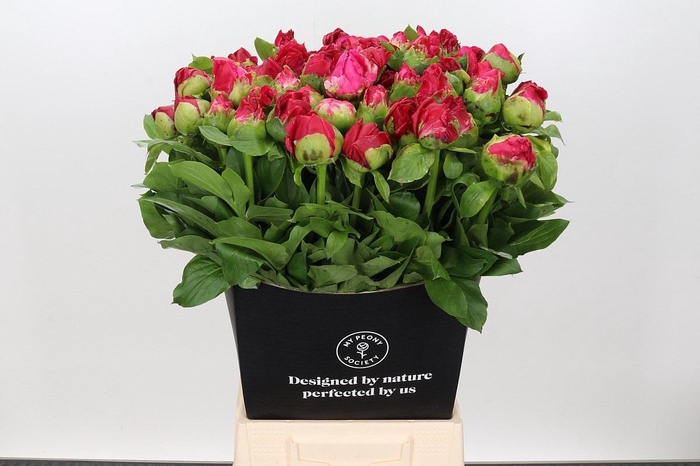 <h4>Paeonia Paula Fay</h4>