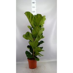 Ficus lyrata