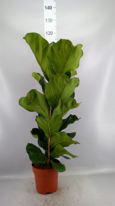 <h4>Ficus lyrata</h4>