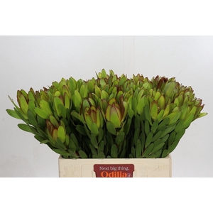 LEUCAD SAFARI GOLDSTRIKE