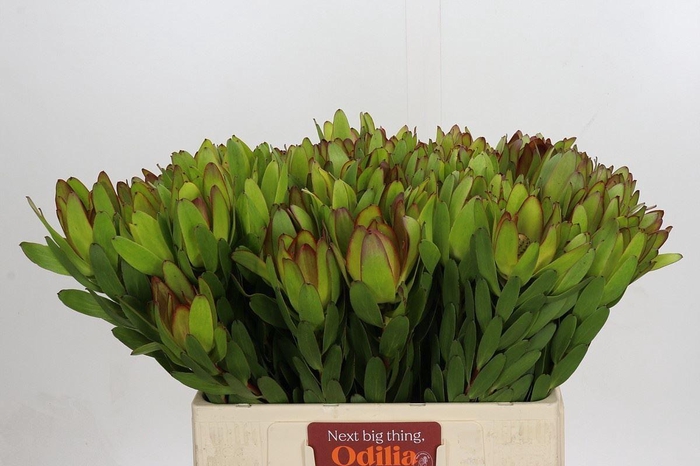 <h4>LEUCAD SAFARI GOLDSTRIKE</h4>