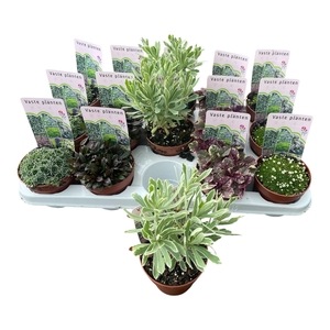 VASTE PLANT GEM 4 SO