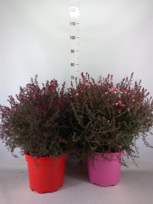 <h4>Leptospermum   ...</h4>