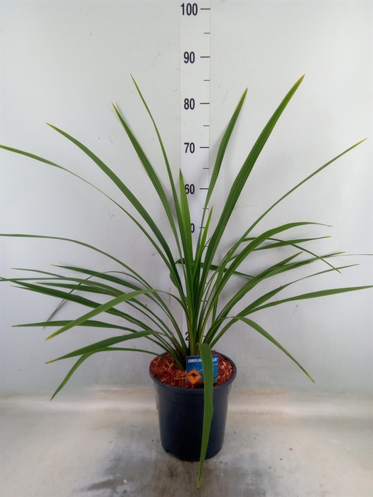 <h4>Cordyline indivisa 'Peko'</h4>