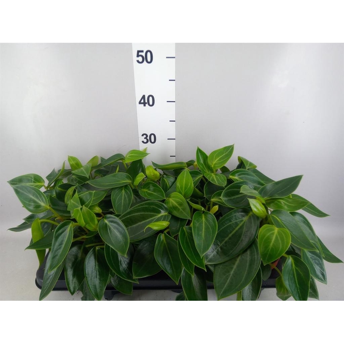 <h4>Peperomia</h4>